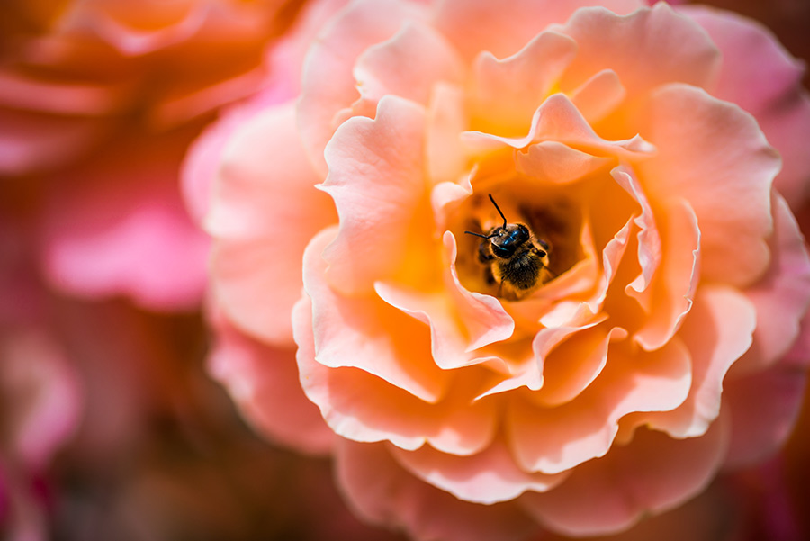 Take the Mini-HAPSA (Happiness Authenticity Peace Self-Assessment)